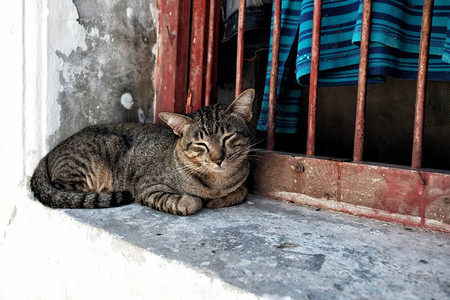 旧窗上的瞌睡猫图片