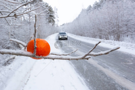 在背景道路和汽车的树橙枝上图片