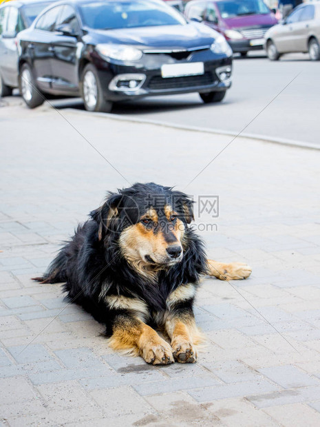 孤单的狗躺在公路附近的人行道图片