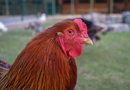 一只红公鸡在笼子里散步的肖像背景图片