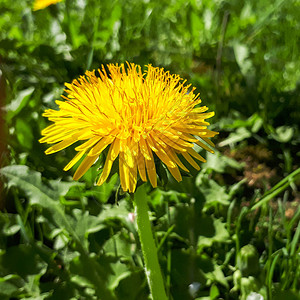 在绿色草原上紧贴着一只亮黄色的黄花朵索瑟特尔Sonchusoletr图片