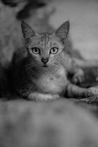 猫咪图片黄色眼睛的美丽灰猫的特写背景