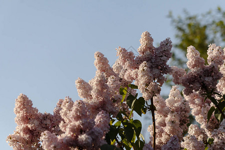 在蓝色天空粉红色花束春天背景下关闭美丽盛图片