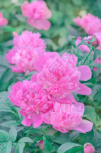 芍药花新鲜的粉红色牡丹花束花园里美丽的粉红色牡丹花盛开图片