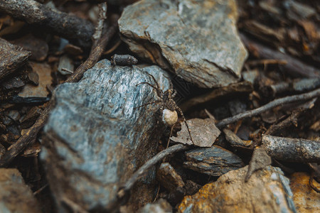 棕色蜘蛛和蛋袋在森林的地面上图片