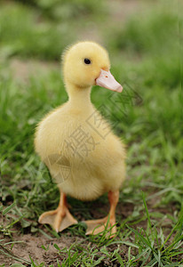 小可爱的小鸭子在绿草上走在户外图片