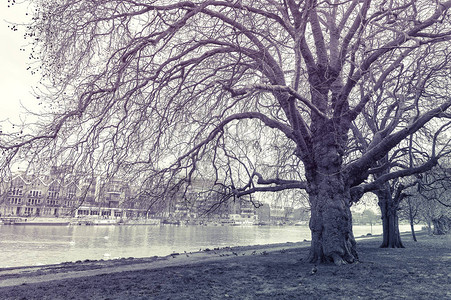 英国泰晤士河畔金斯顿河滨步道对面的泰晤士河畔驳船步道公园内的大树图片