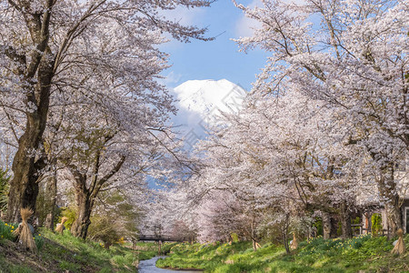 春季在OshinoHakkai的图片