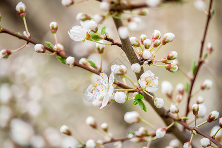樱桃树春天开花宏观照片图片