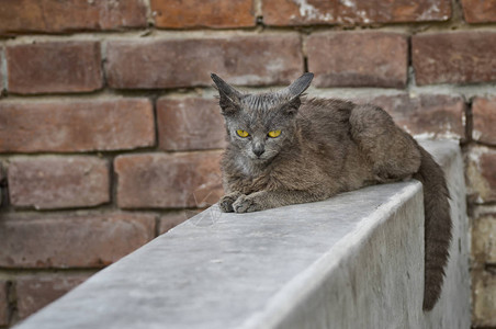 美丽的外星猫眼泪悲伤的目光坐在砖图片