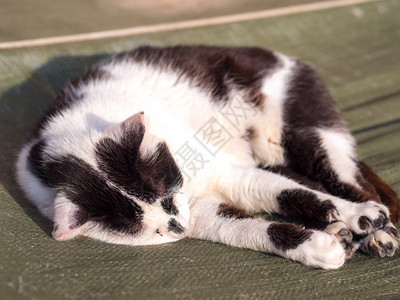 睡在绿色防晒油布上在克罗地亚温暖的阳光下烘烤一只黑白色图片