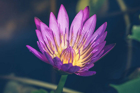 紫色莲花的外观是的美丽的象征图片