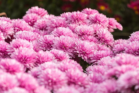 鲜花鲜花菊菊花壁纸秋天的菊花图片