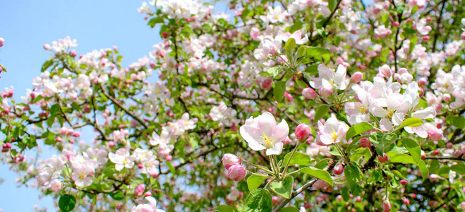 春天盛开的粉红色苹果树与蓝天图片