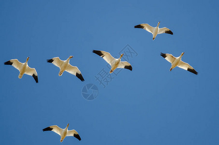 雪雁群在蓝天中飞翔图片