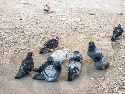 一群灰色鸽子和一只白鸽子在克罗地亚杜布罗夫尼克的砂砾区的一个水背景图片