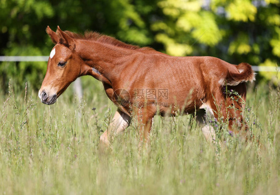 纯种板栗马驹穿过夏季牧场图片