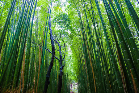 日本京都岚山绿竹林旅游背景图片