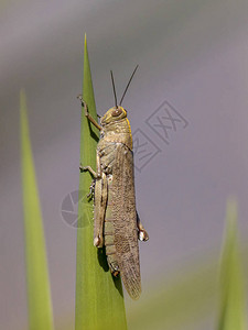 移栖蝗虫Locusta偏头痛在阳光下生长在绿植物上这种昆虫可能是一种真正的瘟疫图片