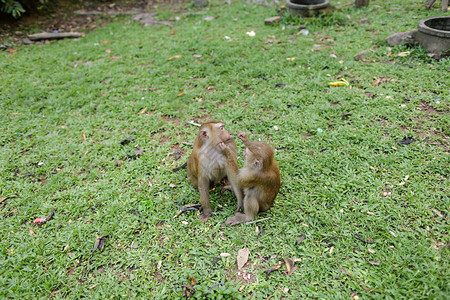 两只猴子坐在公园的草地上动物野生动物保护区的概念图片