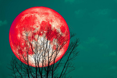 夜空中的红月背影干枯图片