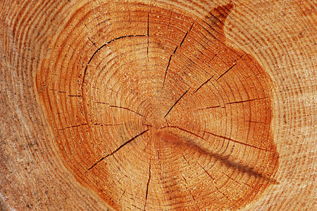 切开树桩的横截面展示了树的老化图片