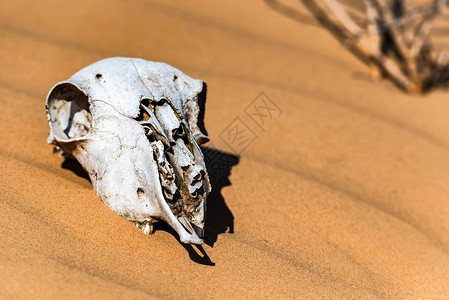 躺在沙漠滩上的羊头骨紧的脑壳默拉林图片