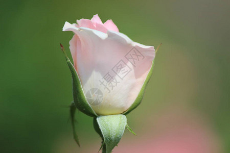 荷兰博斯科普玫瑰园的玫瑰花型图片