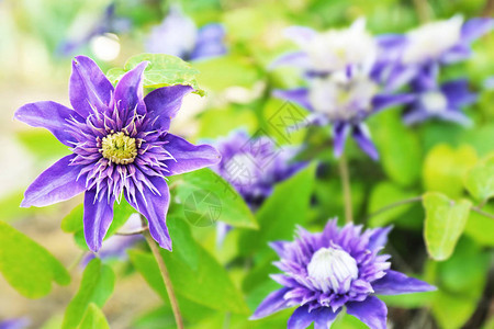 在户外春日美丽的花朵图片