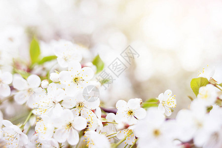 樱桃树闪烁的枝子春色背景和图片