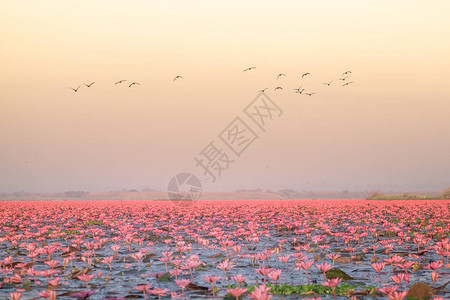 红莲花海是乌隆他尼最著名的景点位于泰图片