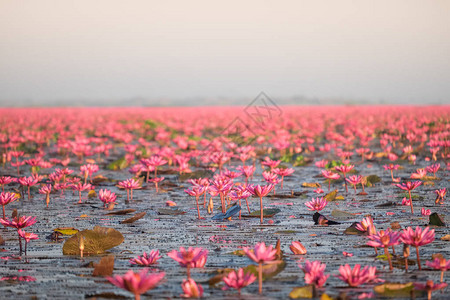 红莲花海是乌隆他尼最著名的景点位于泰图片