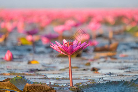 红莲花海是乌隆他尼最著名的景点位于泰图片