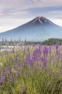 川口湖夏季富士山和熏衣草田的景象Kawaguc图片
