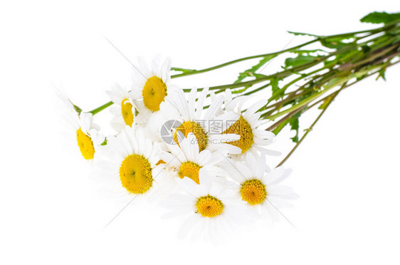 一组白色新鲜甘菊图片
