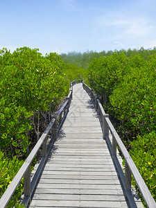 泰国红树林长木桥丰富图片