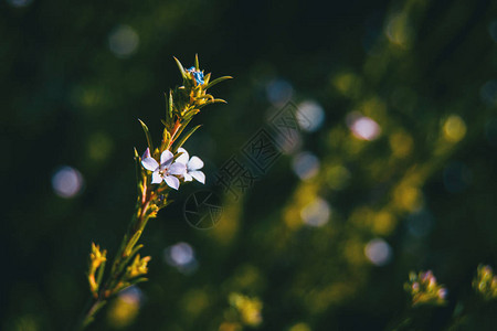 草甸中的白毛茛属小白花图片