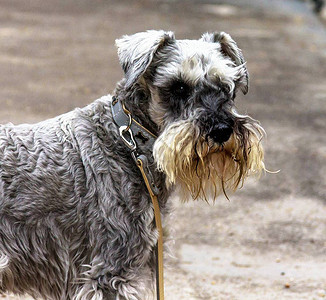 迷你雪纳瑞犬户外肖像图片