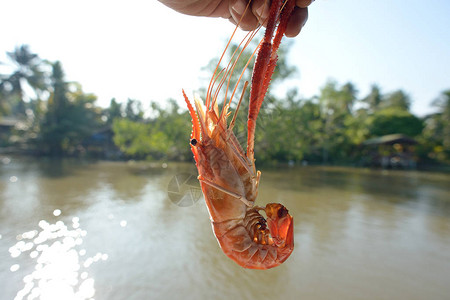 河虾烧烤在手边和泰国河图片