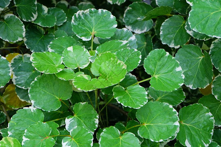 生态概念绿色和白条形树叶或用于花园装饰的亚拉利雅地基植物绿图片