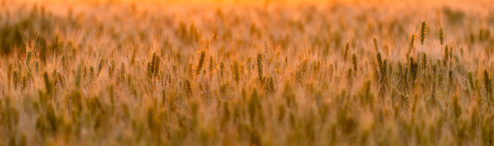 麦田绿色小麦的美丽的自然日落景观阳光下的田园风光草甸麦田成熟的背图片