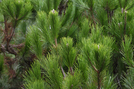 Pinuspinea长绿树图片