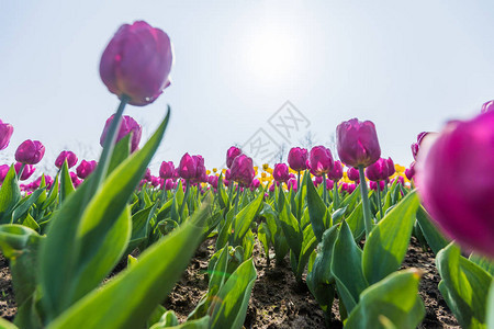 郁金香花美丽的郁金香花束五颜图片