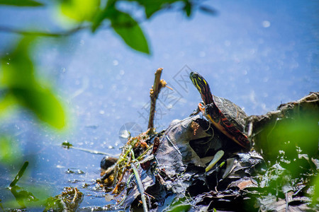 在天然湖泊环境中休息的东方彩龟图片