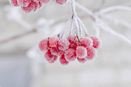 冬季冷冻的毒气锅炉玫瑰冬天冷冻图片