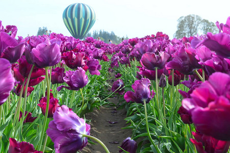 伍德本俄勒冈WoodenshoeTulip农场紫图片