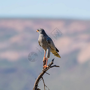 一位苍白的古蓝的ChantingGoshawk在南部非洲热带草原的一图片