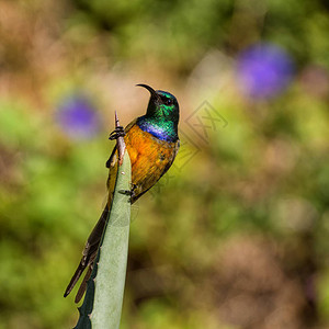 一只雄橙色胸成乳的太阳鸟在全面繁殖中的羽毛笼罩在南部非洲图片