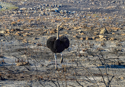 一名男子Ostrich在南部非洲后穿过野火区图片