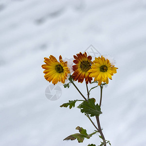 在雪压下冬季花园的花朵中图片